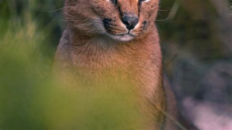 Beloved Cape Town caracal Hermes mourned after being hit by .